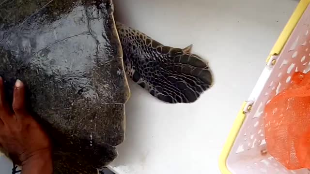 Sea Turtles Rescued by Fishermen