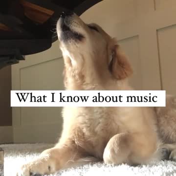 The big dog and the hat and nice music. Howling dog. 2022 celebration music. Really beautiful