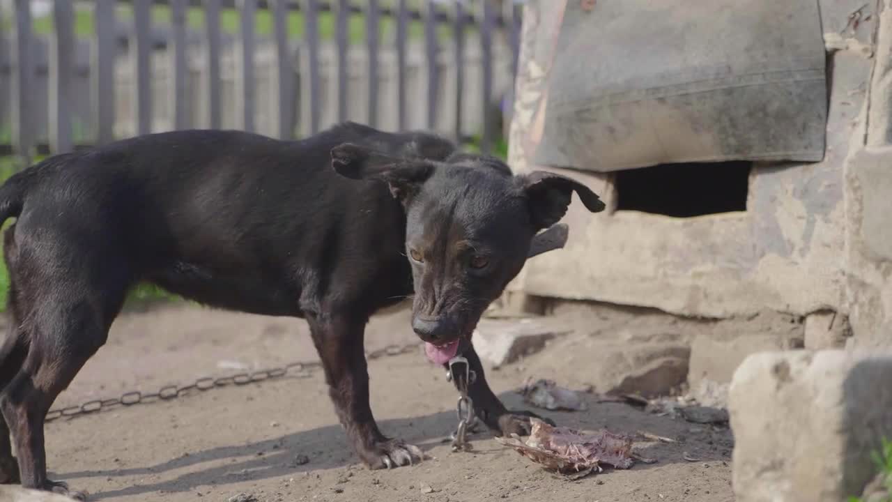 Dog on chain eating bone near the doghouse