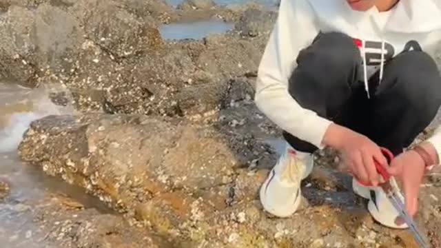 Funny video of my dog at the seaside