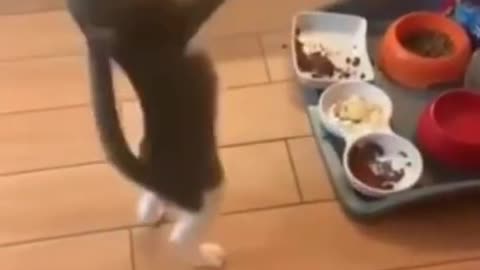 Cat dance in fun way