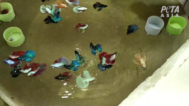 Thai Farms Keep Pet Fighting Fish In Filthy Conditions