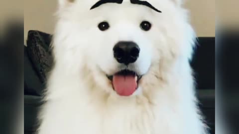funny dog ​​with expressions