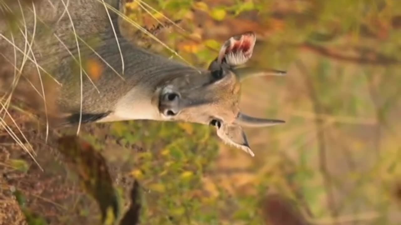 Wildlife's & Funs