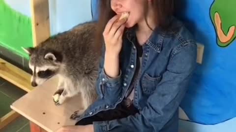 fanny video raccoon