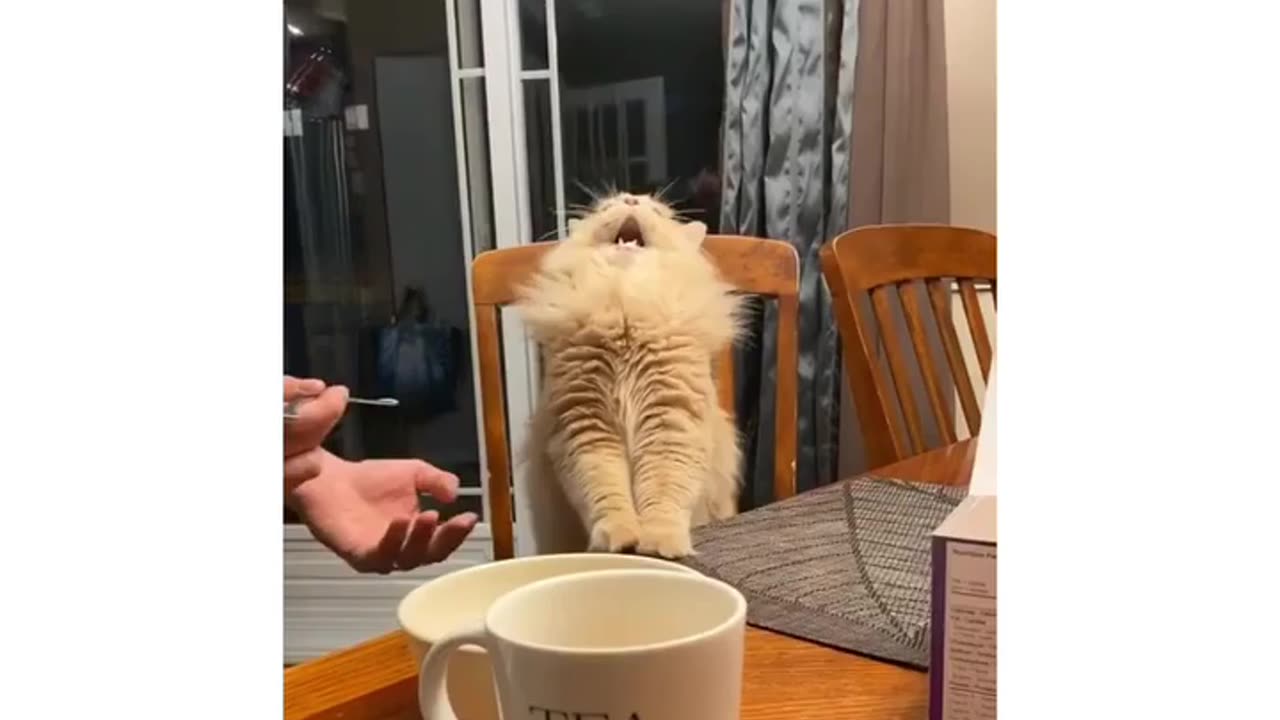 Cat BrainFREEZZZEE!!!!!!!!!