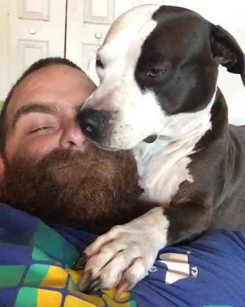 beautful pitbull yawning