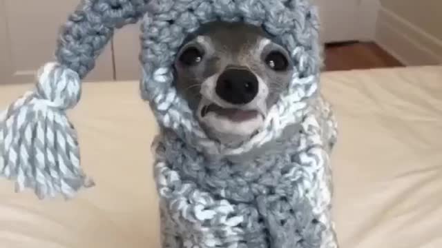 Funny Animal Videos & Tik Tok Videos Funny Funny Dogs & Cats Cute Animals