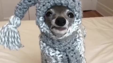 Funny Animal Videos & Tik Tok Videos Funny Funny Dogs & Cats Cute Animals