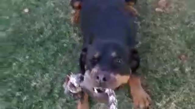 Instructions to Make Canine Become Completely Forceful With Not many Straightforward Tips