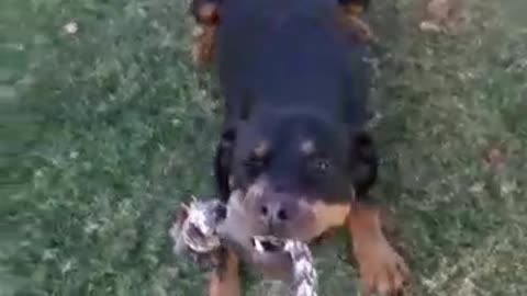 Instructions to Make Canine Become Completely Forceful With Not many Straightforward Tips