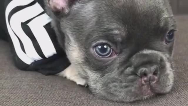 Adorable Little French Bulldog Ready for His Workout - Sorta