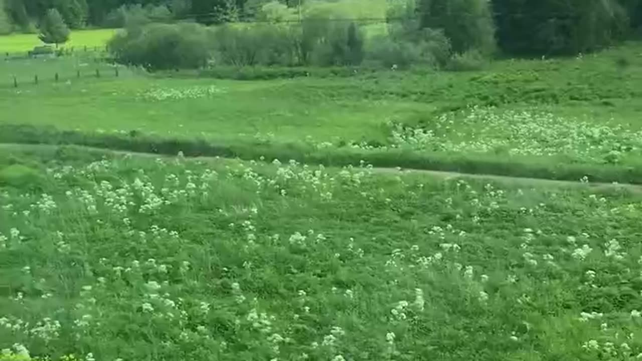 Video from a train 🚆, the area of Irkutsk, Russia