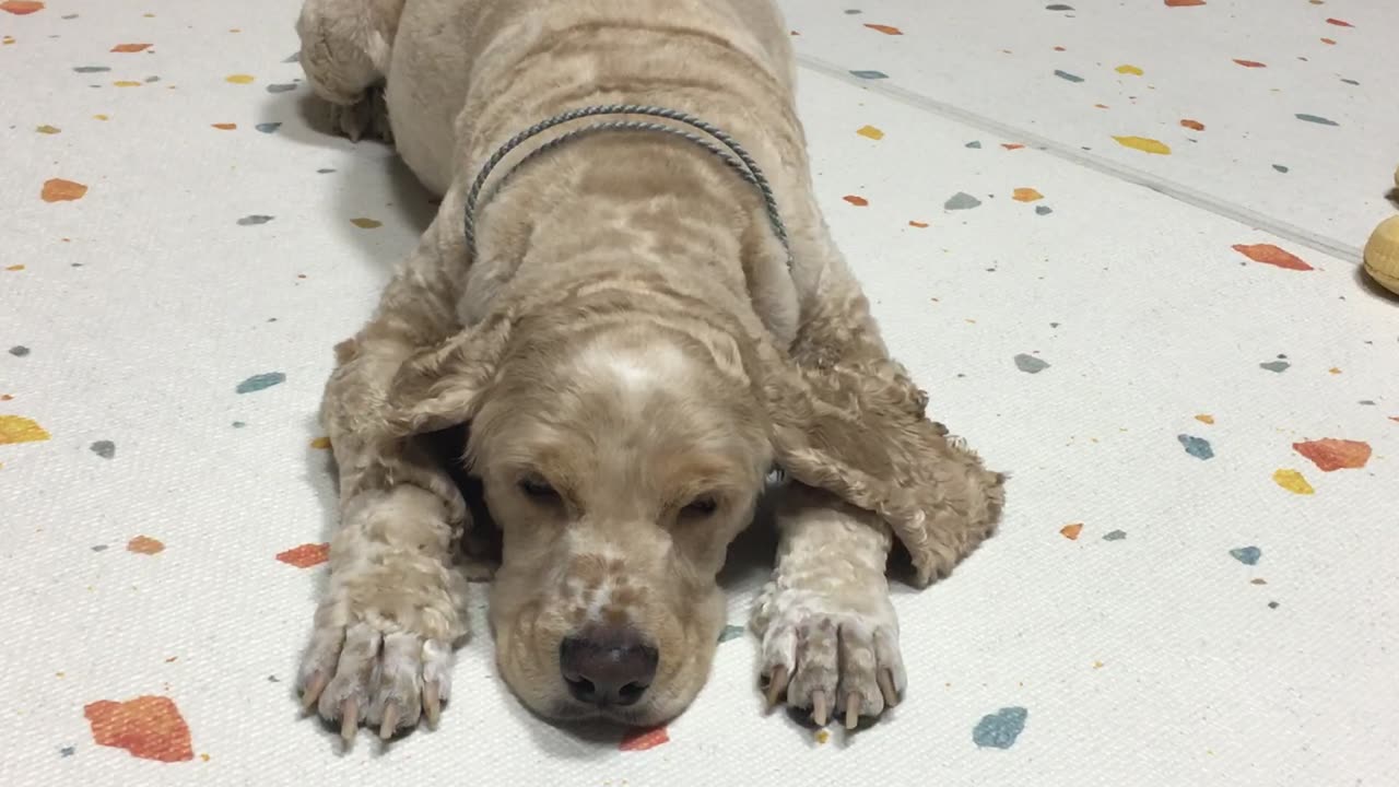Puppy, Dog