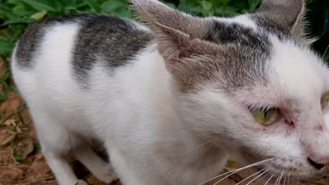 The cute docile white cat