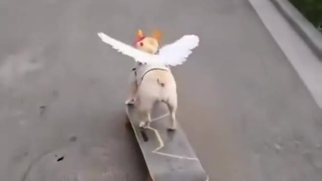 This dog has incredible lunforgettabe potential