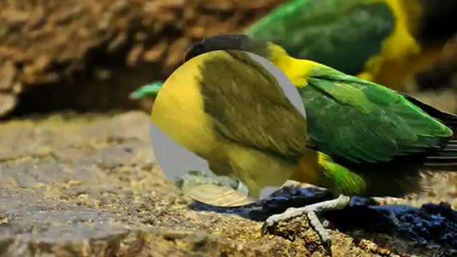 Wild birds2