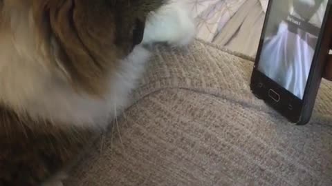 Fluffy cat on bed with owner trying to navigate snapchat on iphone