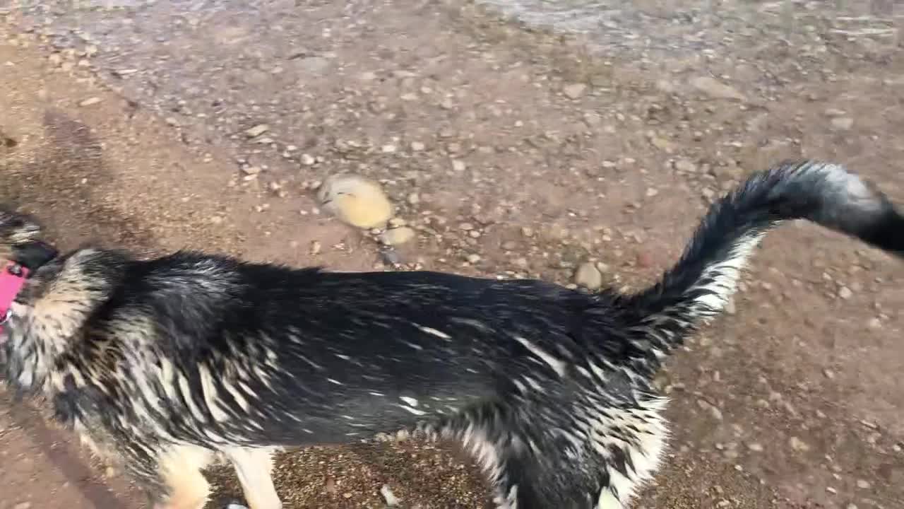 Duchess the Shepsky goes swimming