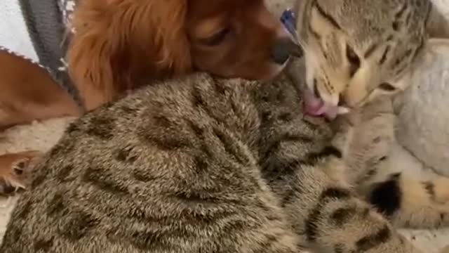 cat and dog HUGGING