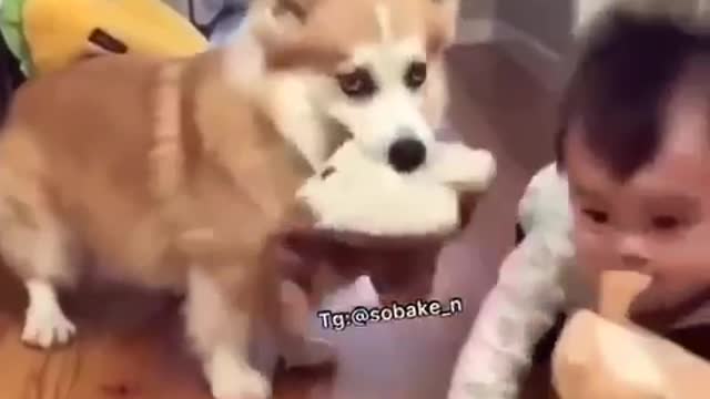 Dogging