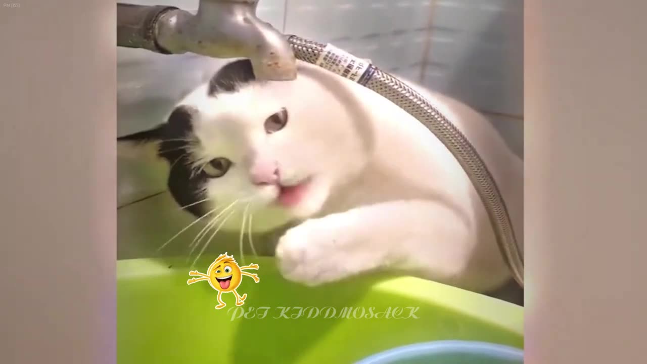 Cute cats funny cats 7