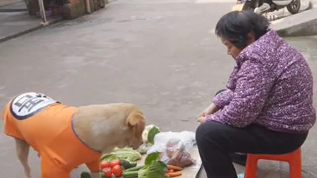 The dog buys vegetables for its owner