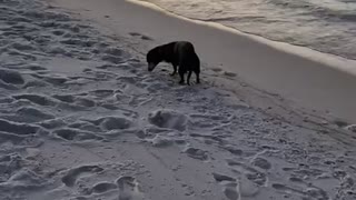 Brooke and Mitzi in PCB