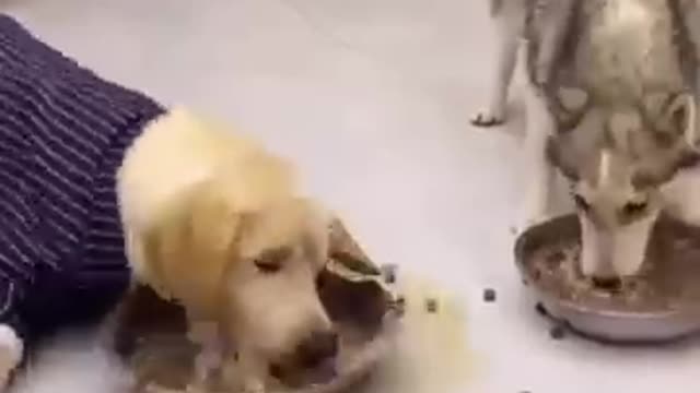 Dog funny video