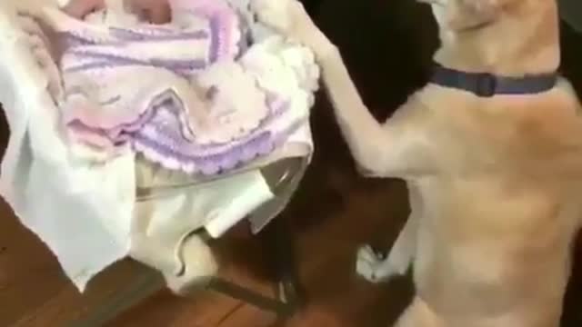 Household tool dog, worth having