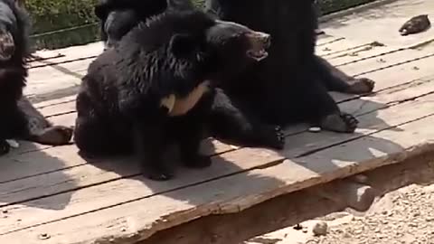 Feed the black bears in the zoo. They are cute.