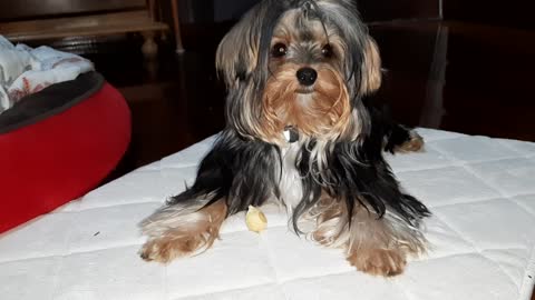 dog playing with his cookie