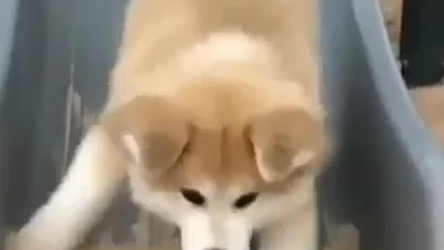 Dog funny video