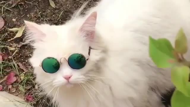 Funny cat making charm with his sunglasses