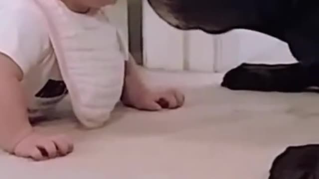 Baby's first crawl and a congratulatory kiss from her best friend dog