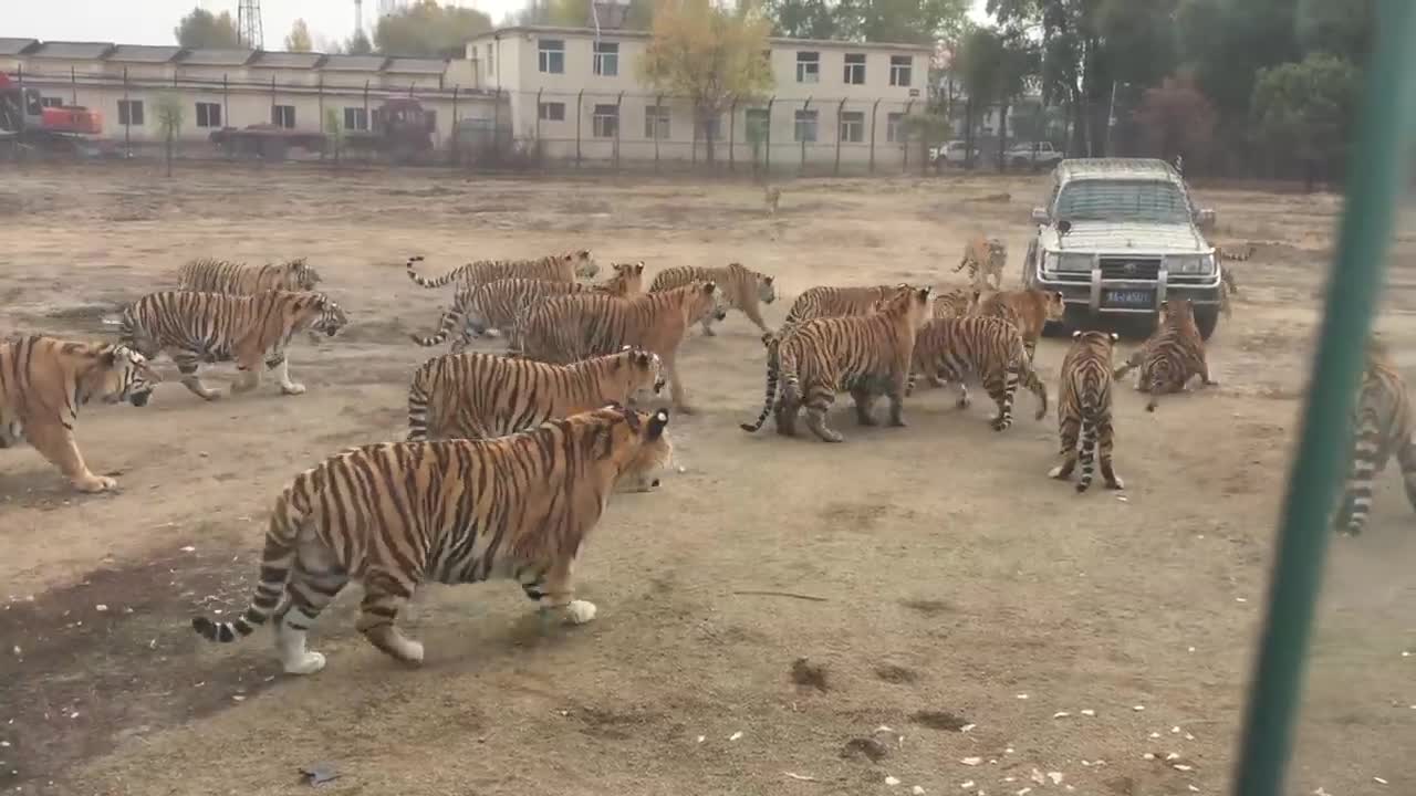 Hungry lions getting meat. AFRICA