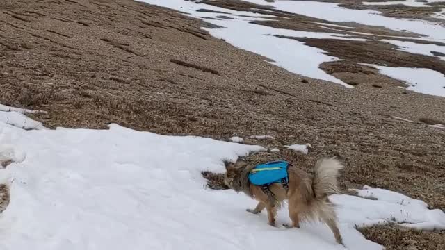 Dogs Playing Outside in the Snow