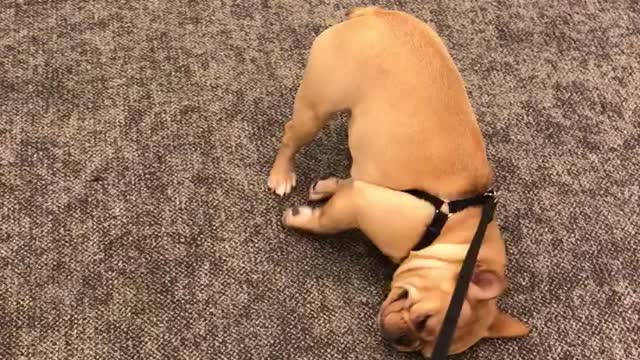 French Bulldog puppy not too thrilled for walk time