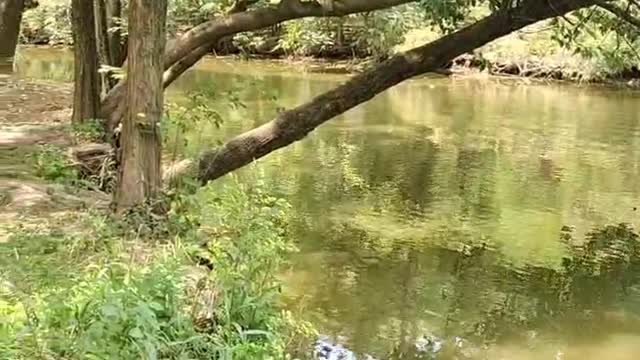 Koi in the water