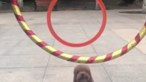 The Cute Puppy is Jumping