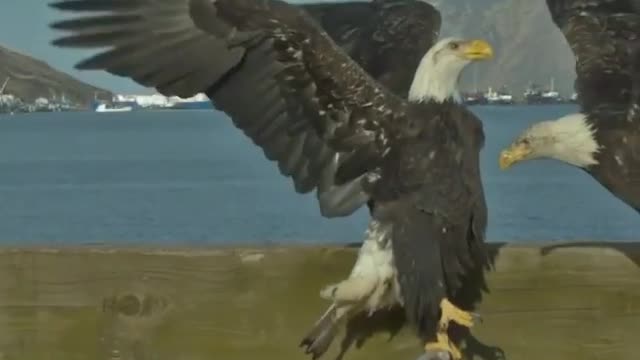 Eagle slow motion 😍