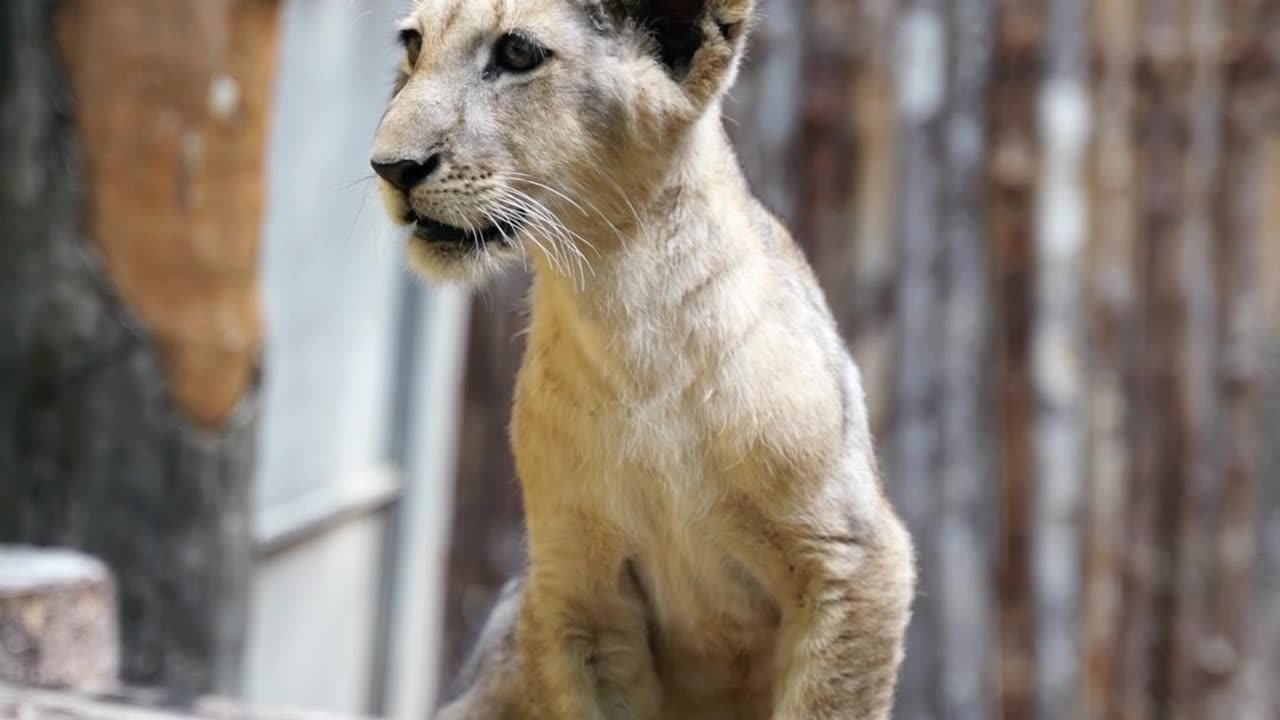 Lion