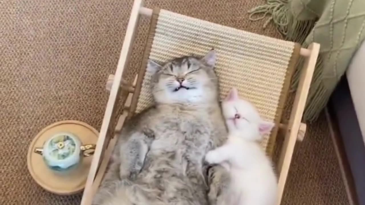 Cute Cats & Funny Cats 😍😍😅😅 #shorts #cats #viral #mmvcats