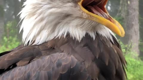 Outspoken Bald Eagle