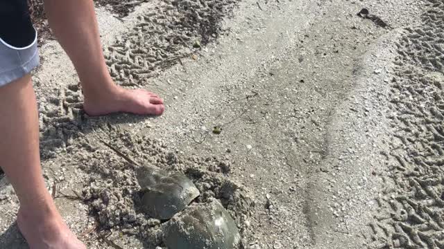 Somebody found not ONE but TWO live Horseshoe crab