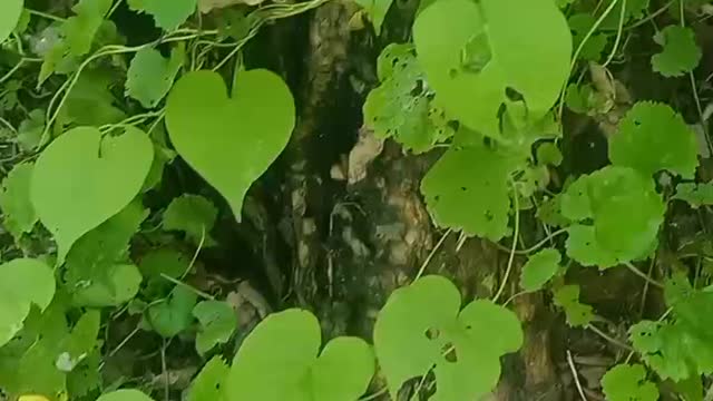 The shape of the leaves is very nice