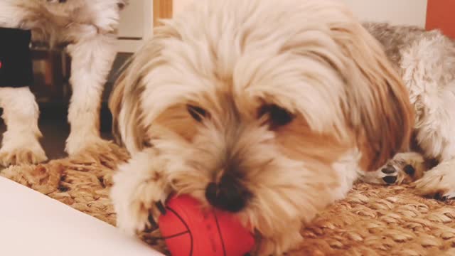 A Dog is Biting and Playing a Ball (1)