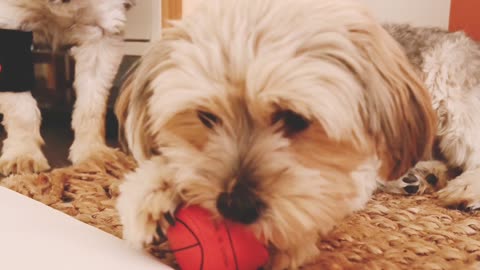 A Dog is Biting and Playing a Ball (1)