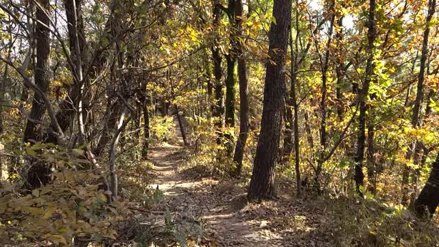 Walking in the woods asmr