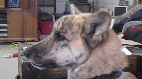 Ultimate Dog Tease -Yeah Yeah